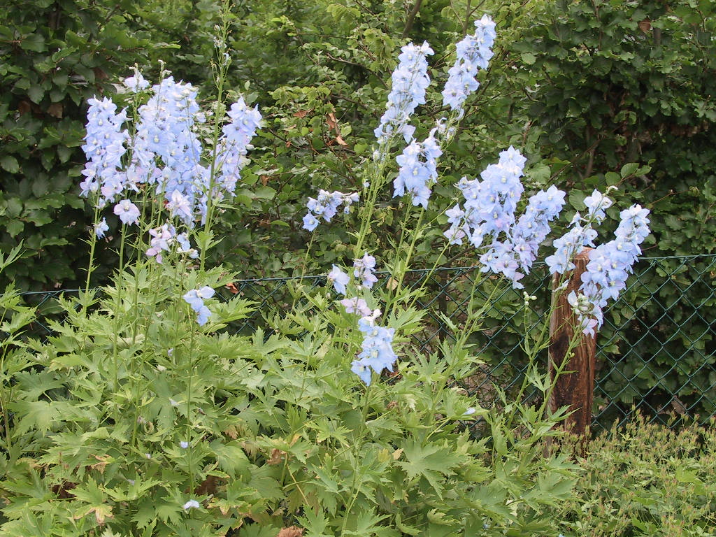 Delphinium cultorum Berghimmel - hellblau.jpg
